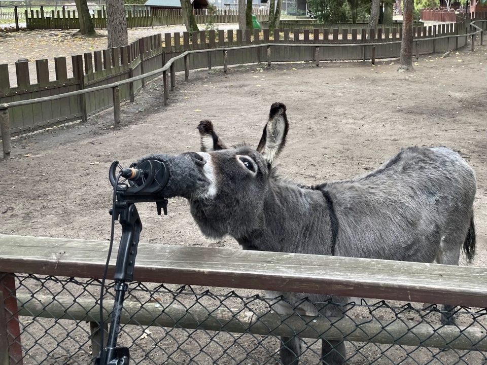 W nagraniach słuchowiska udział wziął osiołek z bydgoskiego zoo/fot. Wojewódzka i Miejska Biblioteka Publiczna w Bydgoszczy/Facebook