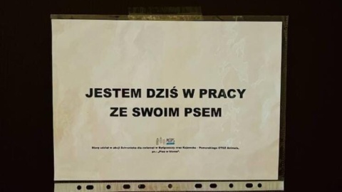 Akcja „Pies w biurze" w Miejskim Ośrodku Pomocy Społecznej w Bydgoszczy/fot. Marta Frankowska