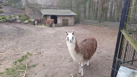 Ferie w zoo w Bydgoszczy/fot. Katarzyna Bogucka