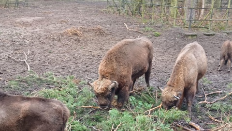 Ferie w zoo w Bydgoszczy/fot. Katarzyna Bogucka