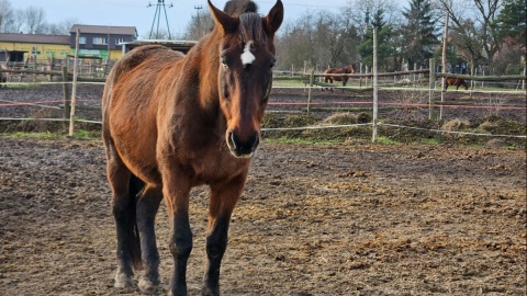 Heartland zajmuje się końmi rekreacyjnymi, które ze względu na stan zdrowia czy wiek nie mogą już pracować/fot. Ada Andrzejewska-Kuras