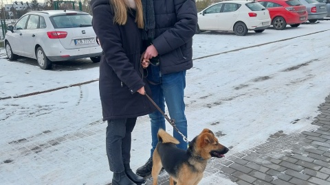 Dużym powodzeniem cieszyły się „Psialentynki”, które zostały zorganizowane w bydgoskim Schronisku dla Zwierząt/fot: Elżbieta Rupniewska