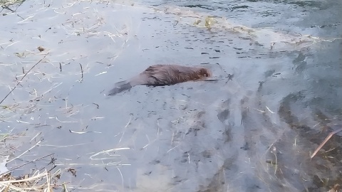 Bóbr na brzegu Młynówki na bydgoskiej Wyspie Mlyńskiej/fot. Marcin Kupczyk