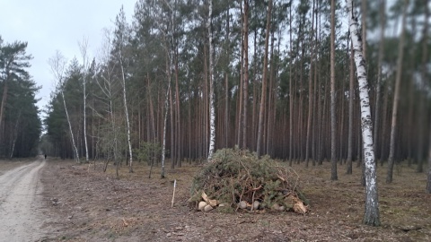 Minisiedliska dla gniewosza plamistego w lasach w podbydgoskiej Brzozie/fot. Magdalena Gill