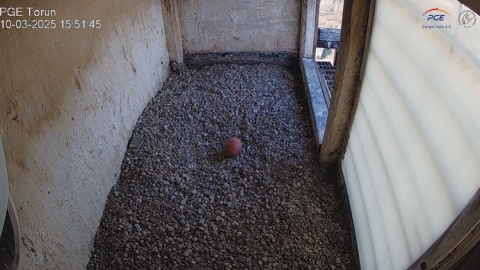 Toruńskie sokoły wędrowne - Torka i Torek, gniazdujące na nieczynnym kominie PGE Toruń, doczekały się pierwszego jajka w tegorocznym lęgu/fot. Biuro Prasowe PGE S.A./nadesłane