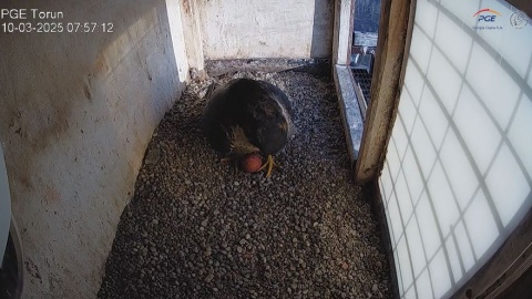 Toruńskie sokoły wędrowne - Torka i Torek, gniazdujące na nieczynnym kominie PGE Toruń, doczekały się pierwszego jajka w tegorocznym lęgu/fot. Biuro Prasowe PGE S.A./nadesłane