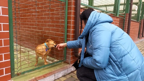 Czworonożni podopieczni Schroniska dla Zwierząt w Bydgoszczy czekają na rodziny, które przygarną ich do domów tymczasowych/fot: Tatiana Adonis