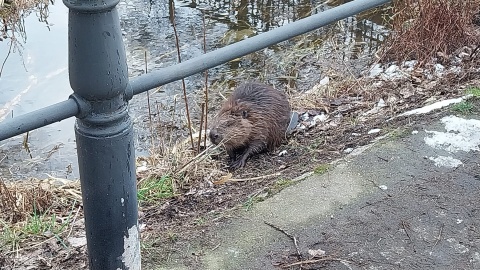 Zębami potrafią ściąć nawet najgrubsze drzewa. Bobry w centrum Bydgoszczy [zdjęcia]