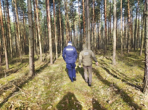 Jelenie tracą poroże, ale nie wszędzie można je zbierać. Leśnicy i policjanci ruszają w teren