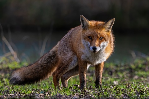 Co się kryje w gęstwinie Sprawdzą drony Tak leśnicy będą liczyć zwierzęta