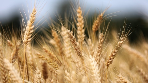 Panele tematyczne i rozmowy o przyszłości. W Żninie rozpocznie się XII Forum Rolnicze