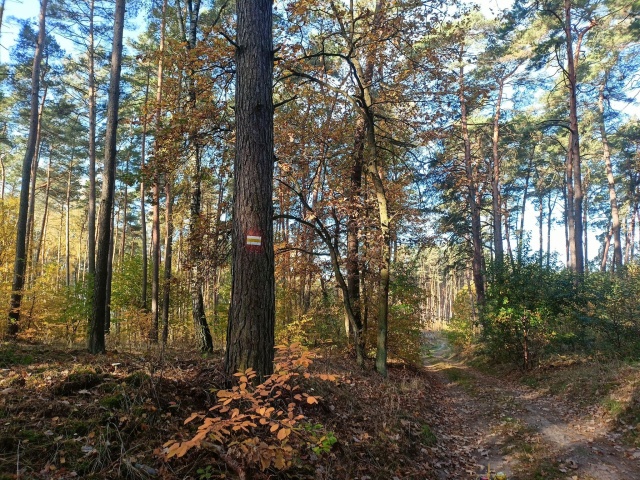 Nowy rok, a przyroda wciąż zaprasza do odkrycia. Wiele imprez PTTK w Inowrocławiu