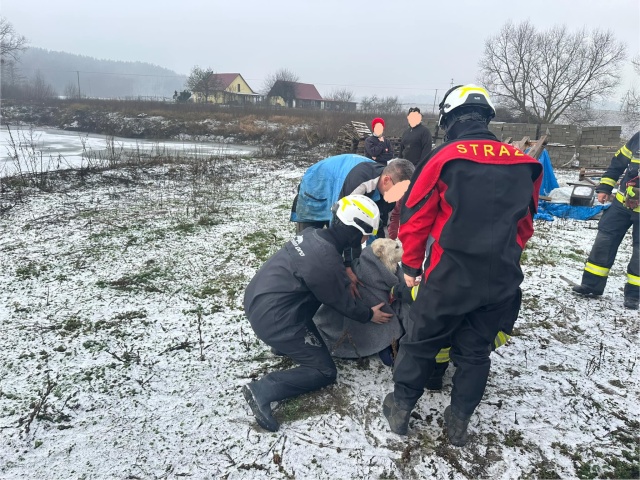 Psy weszły na lód, wpadły do stawu. Uratowali je strażacy z Solca Kujawskiego