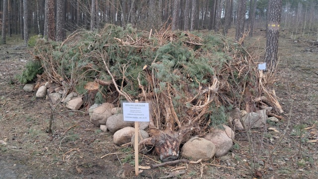 Tu śpią węże Siedliska dla gniewosza plamistego w podbydgoskich lasach [zdjęcia]