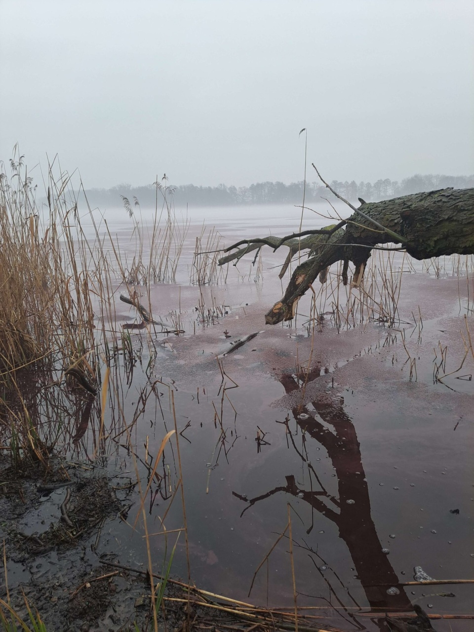 Jezioro Kaczkowskie wygląda inaczej niż zwykle. / Fot. Wojewódzki Inspektorat Ochrony Środowiska